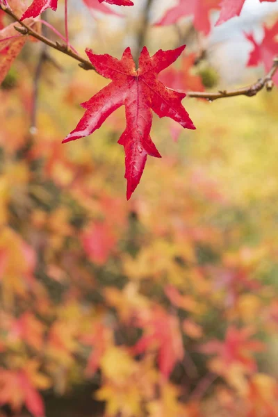 Wallpaper Autumn Colors Red Leaf Forest Unfocused — Stock Photo, Image