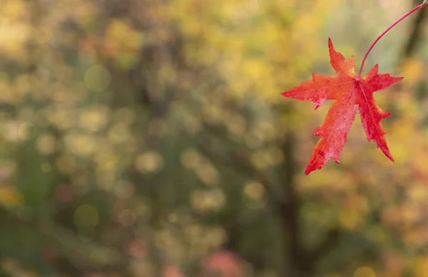 Wallpaper Autumn Colors Red Leaf Forest Unfocused — Stock Photo, Image