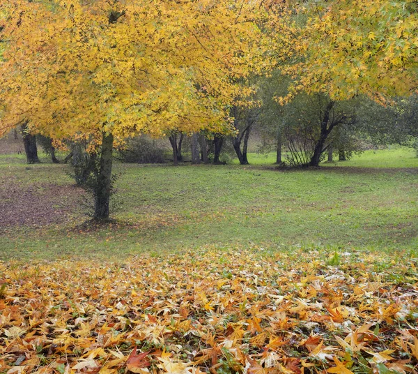 Herfst Bomen Vallende Bladeren Van Gele Oker Kleuren Het Gras — Stockfoto