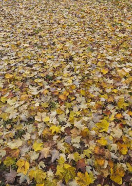 Sonbahar renklerinde yapraklarla dolu çayır