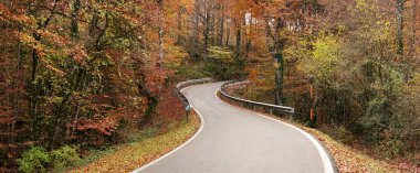 Aralar dağlarında kayın ormanlarıyla dolu bir sonbahar, Navarra, İspanya