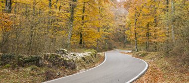 Aralar dağlarında kayın ormanlarıyla dolu bir sonbahar, Navarra, İspanya