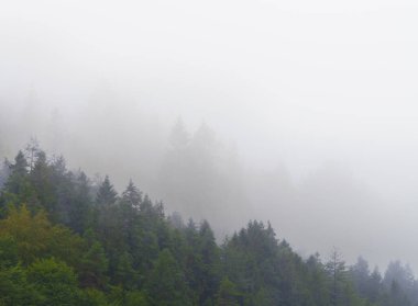 Dağ manzarasındaki sisli orman