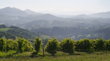 vineyards among mountains in the Basque Country, Spain clipart