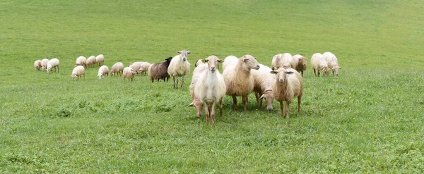 Pastoreo Ovejas Pastos Verdes Euskadi España — Foto de Stock