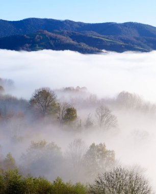 Sis ormanı. Sis, Euskadi 'nin Orendain kentindeki ormanı kaplıyor..