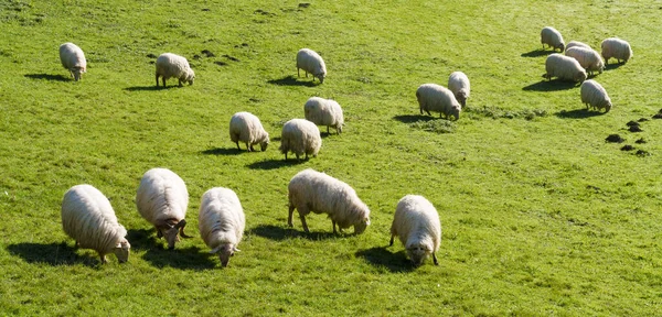 Sheep. Flock of sheep grazing in the meadows of Euskadi.