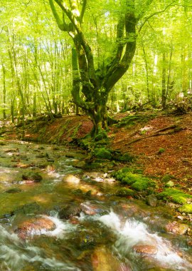 Kayın ormanı. Artikutza, Euskadi 'deki Erroiarri deresi ve kayın ormanı