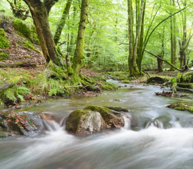 Artikutza Ormanları. Artikutza, Euskadi parkındaki ormanlar ve nehirler