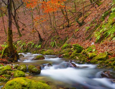 Aiako Harriak Doğal Parkı 'nda sonbahar. Karrika Erreka 'da sonbahar, Aiako Harriak Doğal Parkı, Oiartzun, Euskadi