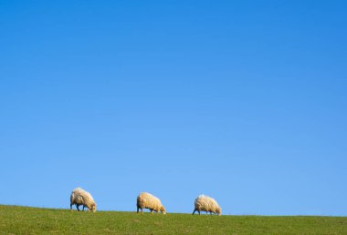 Euskadi 'de koyun. Euskadi 'de mavi gökyüzünün altında otlayan koyunlar..