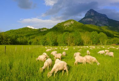 Navarre 'da ilkbaharda, koyunlar huzur içinde otlayabilecekleri yeşil bir otlağın tadını çıkarırlar..