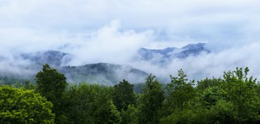 Hava tahminlerine göre bulutlardaki yağmur, Euskadi 'nin yemyeşil ormanlarındaki havayı etkiliyor..