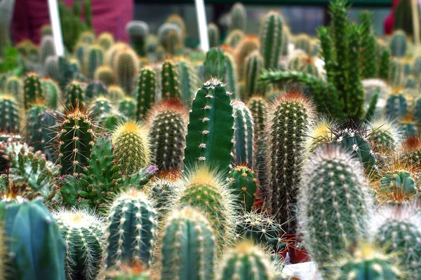 Mağazada çok sayıda farklı tür ve türde kaktüs, serada kaktüs. Bahçede güzel bir kaktüs.