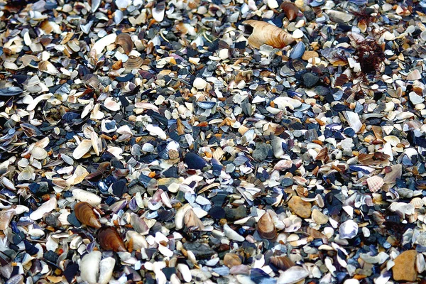 Deniz kabukları ve taşlar Sahilde deniz kabukları ve deniz kabukları