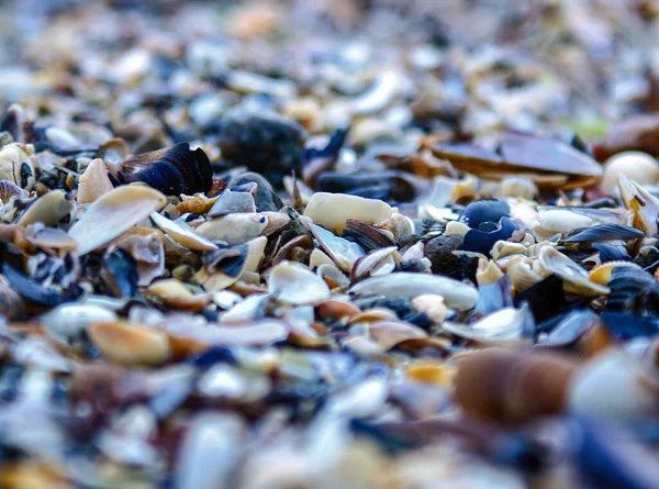 Deniz kabuklarının yakın görüntüsü Deniz kabuğu ve çakıl taşlarına yakın