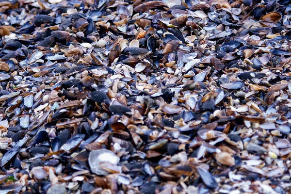 Zblízka Malé Mořské Mokré Kameny Mušle — Stock fotografie