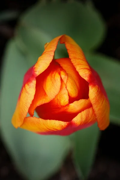 Yeşil arka planda lale. Güzel botanik resmi, doğal duvar kağıdı.