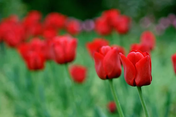 Bahçedeki güzel kırmızı lale çiçekleri