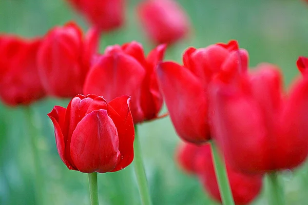 Bahçedeki güzel kırmızı lale çiçekleri