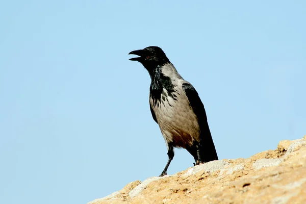 Mavi gökyüzünün arka planında karga var.