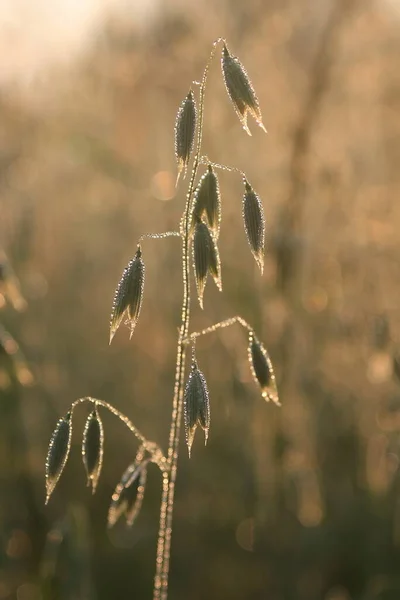 Çayırdaki yeşil çimenler çiğ taneleriyle kaplıydı. Güzel botanik fotoğrafı, doğal duvar kağıdı.
