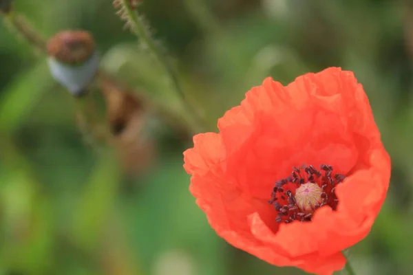 güzel kırmızı gelincik çiçeği yeşil çimlerin arkasında