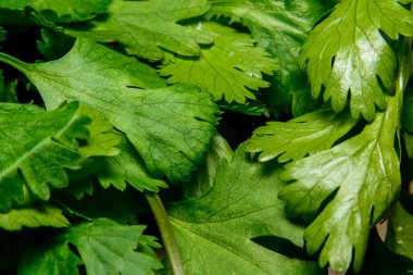 bir çalılığın yeşil yaprakları