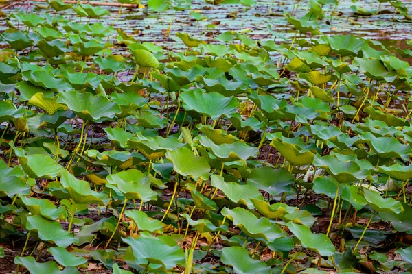 The lotus pond is full of green young lotus leaves nature photography