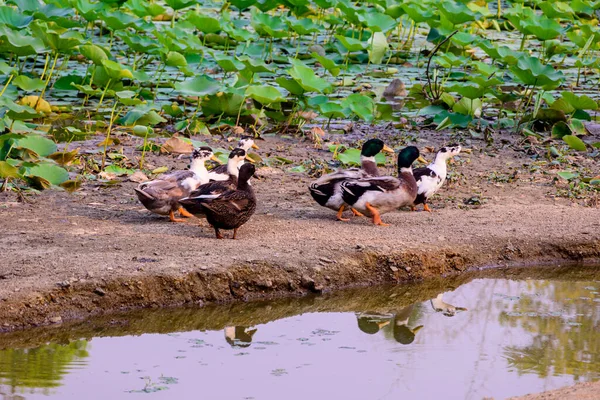 午後の自然の写真で蓮の葉でいっぱいの池の周りを歩き回るインドのアヒル — ストック写真