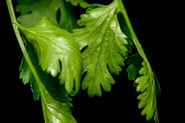 green leaves of a plant on a black background