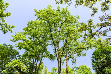 Ormandaki ağaç. Doğa, çevre ve bitki örtüsü