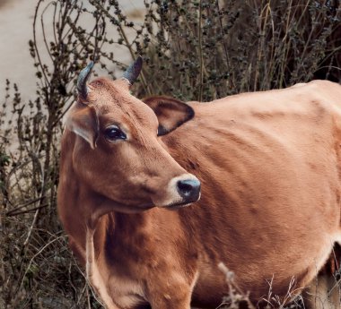 Kahverengi kızılderili ineği yiyecek bulmak için otluyor.