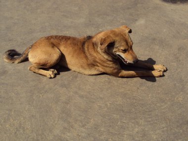 Kahverengi köpek güneşin altında asfalt zemine uzanmış, sakin ve huzurlu görünüyor. Doğanın basitliğini ve günlük çevrede bulunan rahatlığı yakalar..