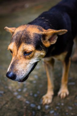 Neşeli bir köpek, doğal ortamdayken dilini dışarı çıkararak dostça bir yüz ifadesi sergiliyor. Parlak ve canlı bir arka plan sahnenin neşeli ve hayat dolu havasını arttırır..