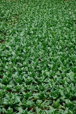Tarlada düzgün yetişen sağlıklı yeşil marul bitkileri. Tarımsal bolluk ve tazelik aşçılık amaçları için mükemmel..