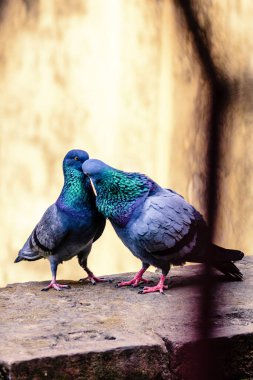 Taş bir yüzeye tünemiş iki güvercin, yakın, sevgi dolu bir etkileşimi paylaşıyorlar. Huzurlu bir ortamda birlik ve bağlantıyı simgeliyorlar..