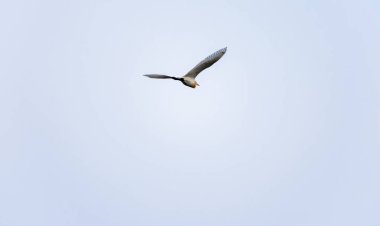 Görkemli bir mavi balıkçıl kuşu zarif mavi gökyüzünde süzülür, zarif kanatlarını ve canlı tüylerini sergiler. Özgürlüğün, zarafetin ve doğanın güzelliğiyle olan bağın büyüleyici bir tasviri..