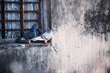 Paslanmış demir bir çitle çevrili, beton bir çıkıntıya tünemiş iki güvercine yakın çekim. Yaşlanan bir şehir ortamının ortasındaki kentsel yaban hayatı tasvir eden ahşap elementler..