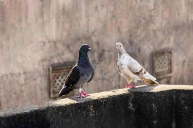 Beton bir çıkıntıda duran bir çift güvercin, bir bağı paylaşıyor. Ayar doğal ışık altında eşsiz tüylerini gösteriyor, davranışsal etkileşimlerini vurguluyor..
