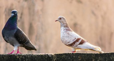Beton bir çıkıntıda duran bir çift güvercin, bir bağı paylaşıyor. Ayar doğal ışık altında eşsiz tüylerini gösteriyor, davranışsal etkileşimlerini vurguluyor..