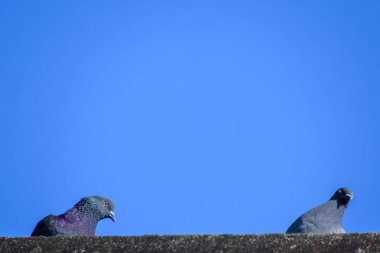 Arka planda parlak mavi bir gökyüzü olan bir çıkıntıda oturan iki güvercini gösteren minimalist bir görüntü. Basitlik, özgürlük ve kentsel vahşi yaşam kavramları için mükemmel..