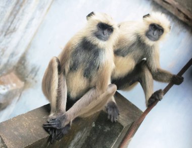 Uçurumun kenarında oturan gri langur maymunları doğal sosyal davranışlarını doğal ortamlarında sergiliyorlar..