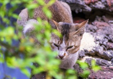 Evcil bir kedinin, dışarıdaki kırsal bir ortamda tuhaf bir şekilde baktığı yakın plan bir fotoğraf..
