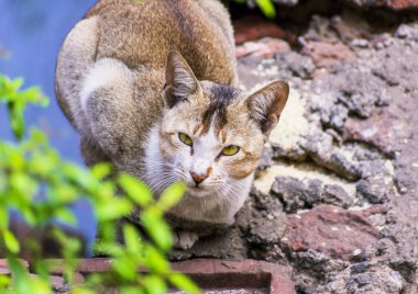 Evcil bir kedinin, dışarıdaki kırsal bir ortamda tuhaf bir şekilde baktığı yakın plan bir fotoğraf..