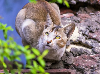 Evcil bir kedinin, dışarıdaki kırsal bir ortamda tuhaf bir şekilde baktığı yakın plan bir fotoğraf..