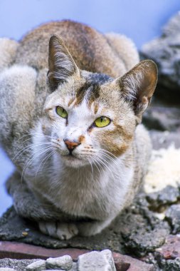 Dikkatli bir şekilde konsantre olan evcil bir kedinin, sakin mavi bir arka plana karşı yakın plan görüntüsü. Kedi yüz ifadesi ve duruşuyla merak ve kişilik sergiliyor..