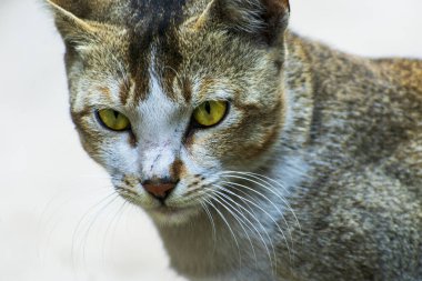 Açık havada, yoğun sarı gözleri ve tetikte ifadesi olan evcil bir kedinin odaklanmış görüntüsü..