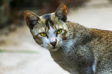 Açık havada, yoğun sarı gözleri ve tetikte ifadesi olan evcil bir kedinin odaklanmış görüntüsü..