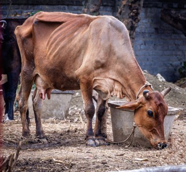 Çiftlikteki bir kovanın yanında otlayan kurumuş kahverengi inek. Görüntü kırsal yaşam ve tarımı betimliyor, çiftlik hayvanları bakımı ve tarım ortamlarına odaklanıyor.